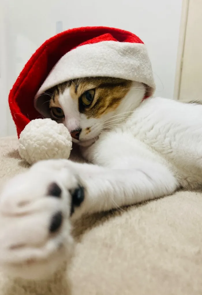 Gato raça SRD-ViraLata idade 3 anos nome Bell