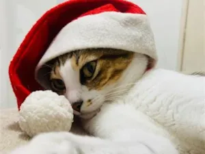 Gato raça SRD-ViraLata idade 3 anos nome Bell