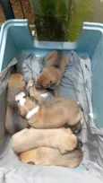 cachorros