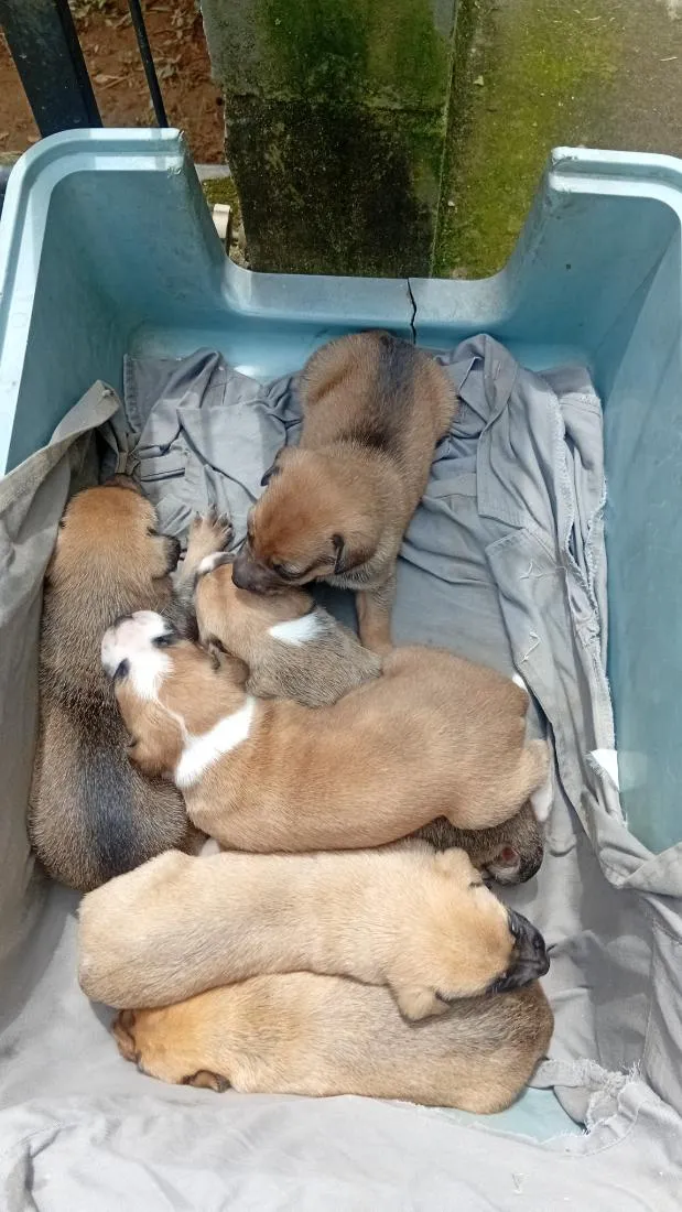 Cachorro raça SRD-ViraLata idade Abaixo de 2 meses nome cachorros