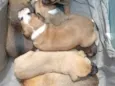 cachorros