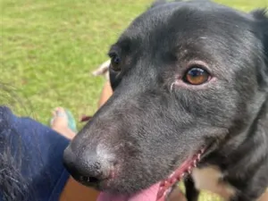 Cachorro raça SRD-ViraLata idade 2 anos nome Zelda
