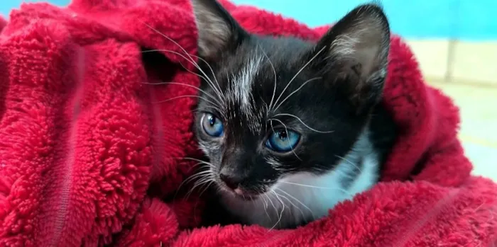 Gato raça SRD-ViraLata idade Abaixo de 2 meses nome Não possuem nomes