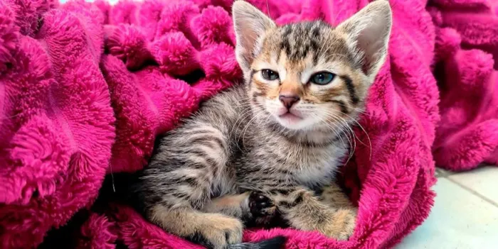Gato raça SRD-ViraLata idade Abaixo de 2 meses nome Não possuem nomes