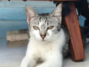 Gato raça SRD-ViraLata idade Abaixo de 2 meses nome Não possuem nomes