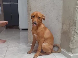 Cachorro raça SRD-ViraLata idade 7 a 11 meses nome PAÇOCA 