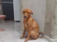 PAÇOCA