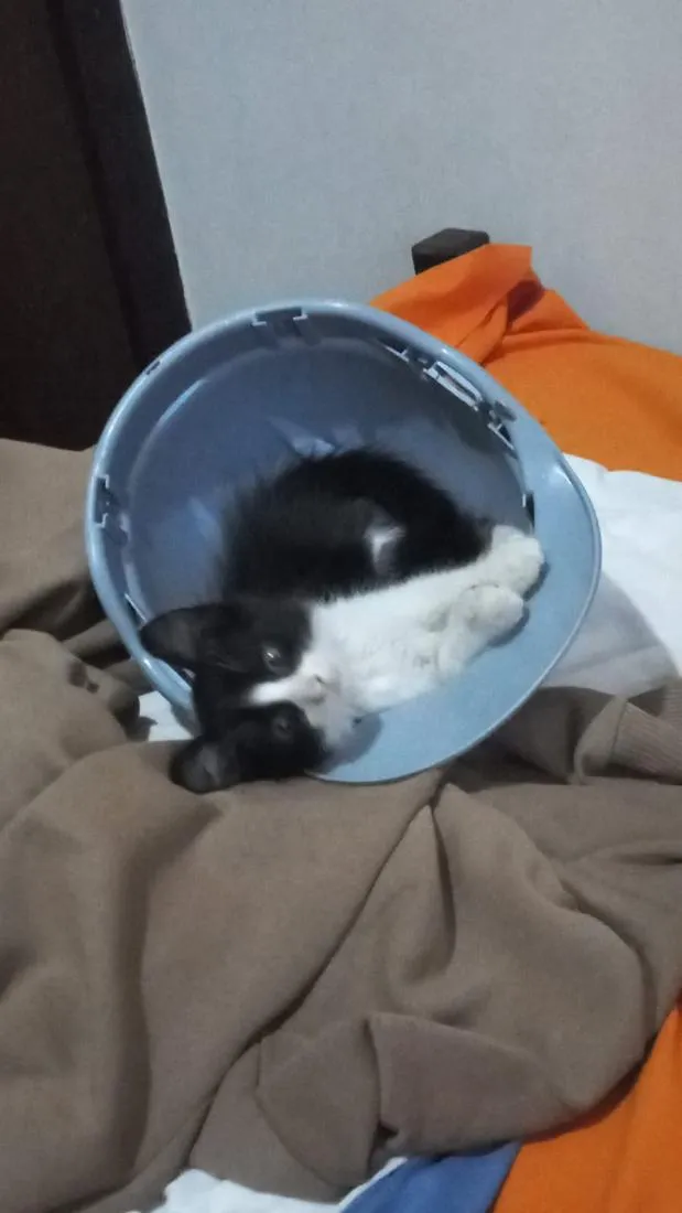 Gato raça SRD-ViraLata idade Abaixo de 2 meses nome Sem nome