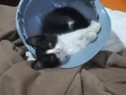 Gato raça SRD-ViraLata idade Abaixo de 2 meses nome Sem nome