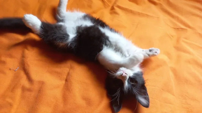Gato raça SRD-ViraLata idade Abaixo de 2 meses nome Sem nome