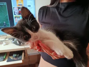 Gato raça SRD-ViraLata idade Abaixo de 2 meses nome Sem nome