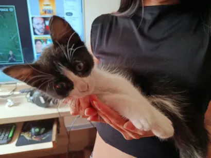 Gato raça SRD-ViraLata idade Abaixo de 2 meses nome Sem nome