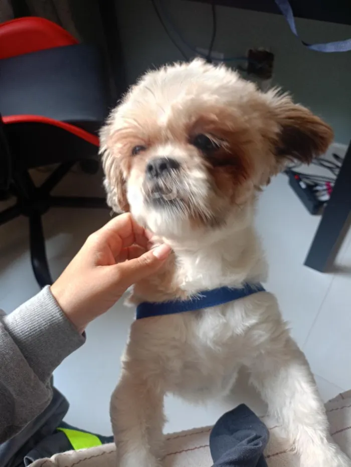 Cachorro raça Shitzu idade 1 ano nome rock