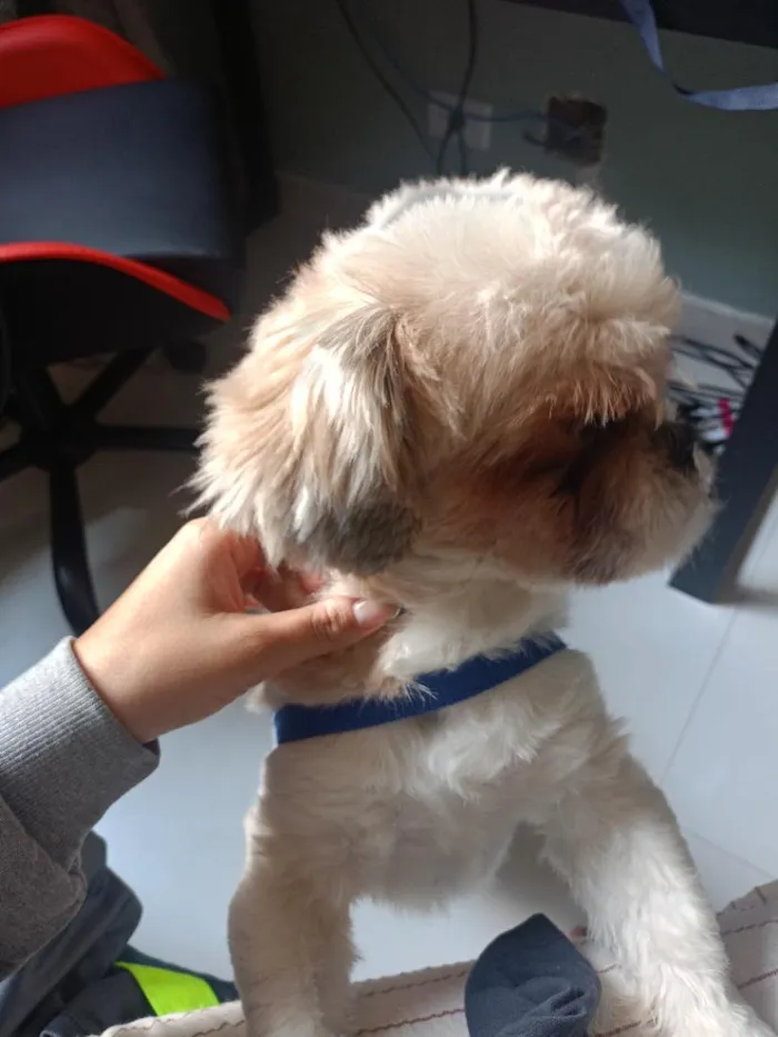 Cachorro raça Shitzu idade 1 ano nome rock