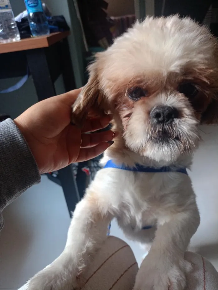 Cachorro raça Shitzu idade 1 ano nome rock