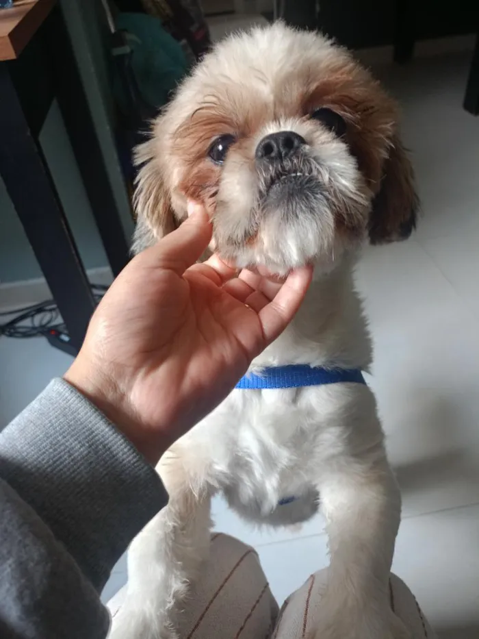 Cachorro raça Shitzu idade 1 ano nome rock