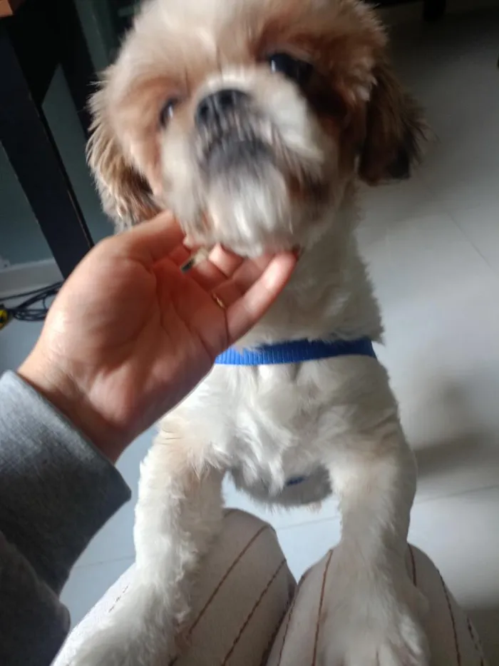 Cachorro raça Shitzu idade 1 ano nome rock