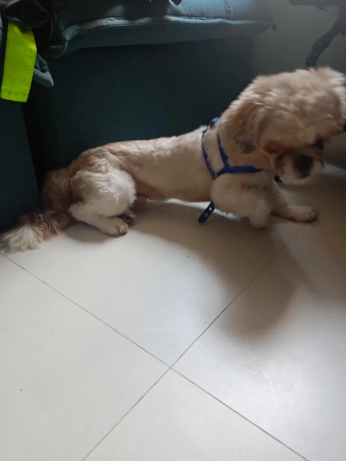 Cachorro raça Shitzu idade 1 ano nome rock