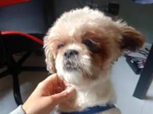 Cachorro raça Shitzu idade 1 ano nome rock