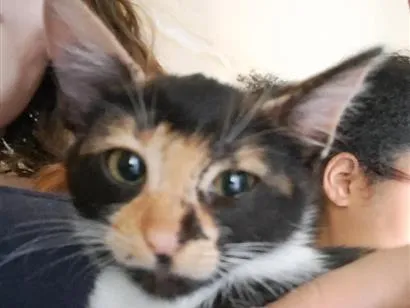 Gato raça SRD-ViraLata idade 2 a 6 meses nome Hello kitty 