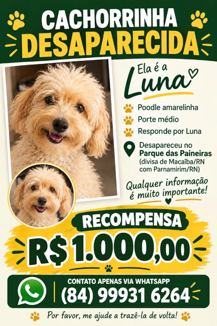 Cachorro raça Poodle idade 6 ou mais anos nome Luna