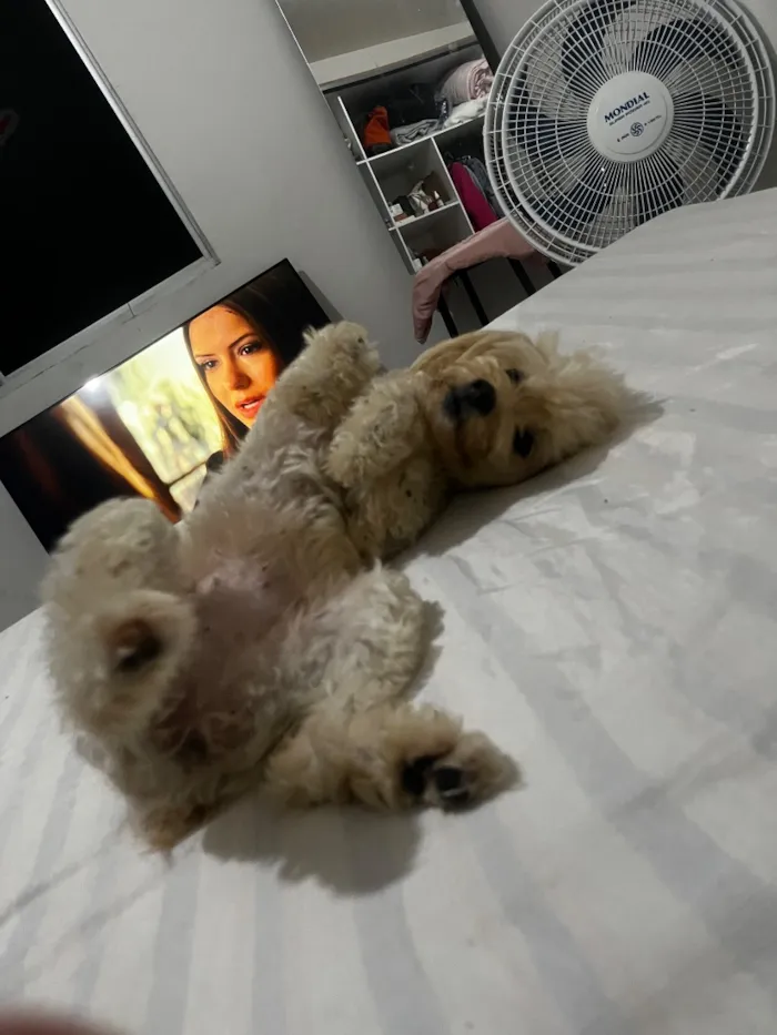 Cachorro raça Poodle idade 6 ou mais anos nome Luna