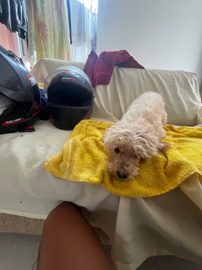 Cachorro raça Poodle idade 6 ou mais anos nome Luna