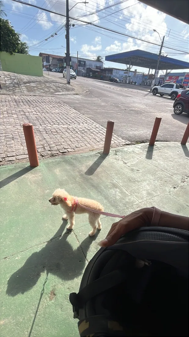 Cachorro raça Poodle idade 6 ou mais anos nome Luna