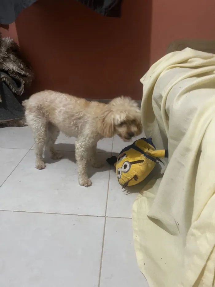 Cachorro raça Poodle idade 6 ou mais anos nome Luna