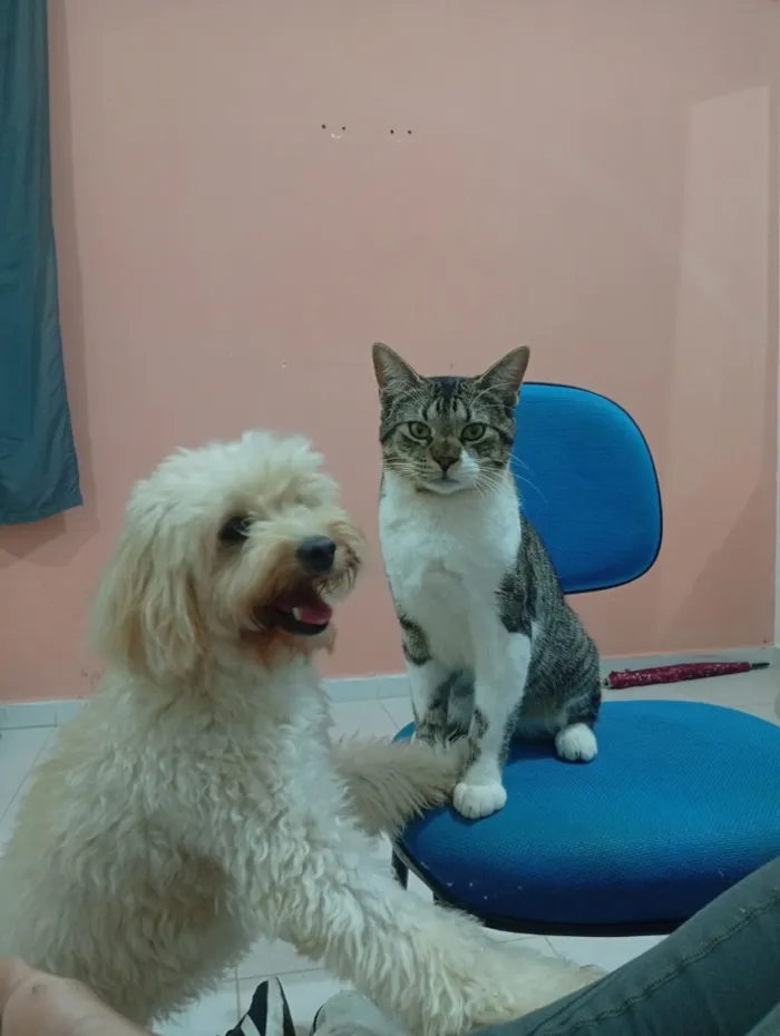 Cachorro raça Poodle idade 6 ou mais anos nome Luna