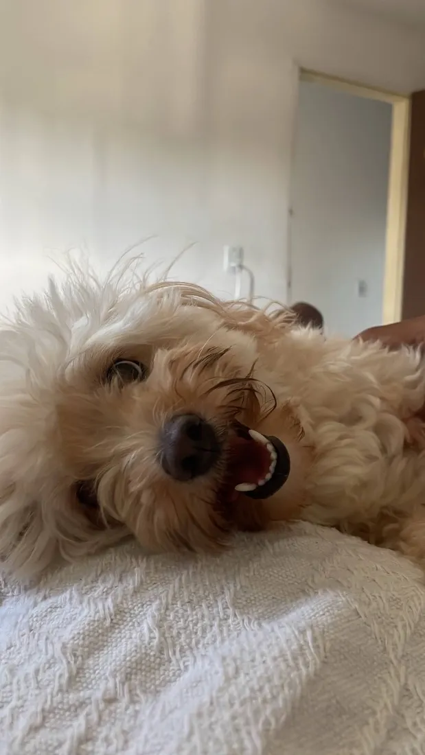 Cachorro raça Poodle idade 6 ou mais anos nome Luna