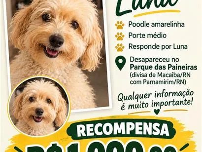 Cachorro raça Poodle idade 6 ou mais anos nome Luna