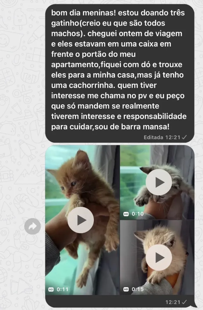 Gato raça SRD-ViraLata idade Abaixo de 2 meses nome não sei