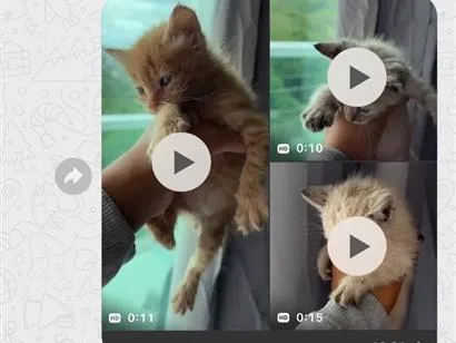 Gato raça SRD-ViraLata idade Abaixo de 2 meses nome não sei