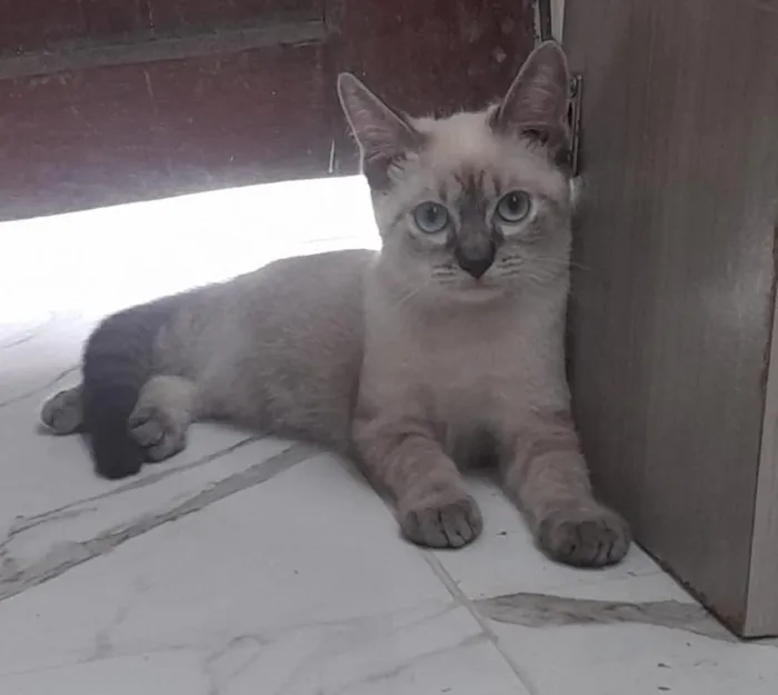 Gato raça SRD-ViraLata idade 2 a 6 meses nome Luna