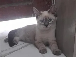 Gato raça SRD-ViraLata idade 2 a 6 meses nome Luna