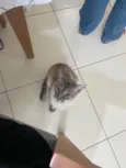 Pixilinga