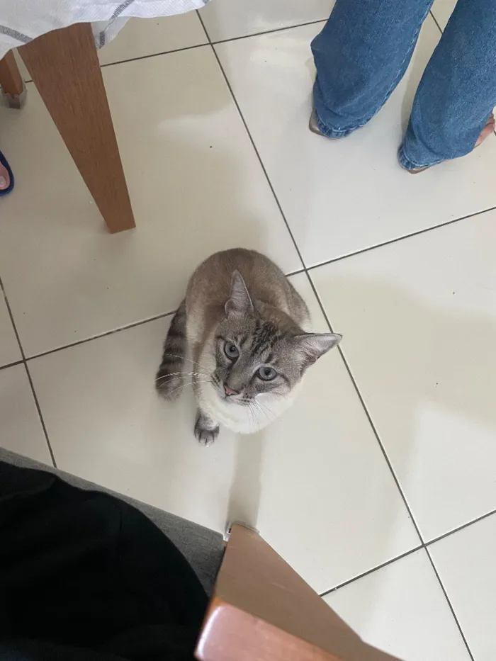 Gato raça SRD-ViraLata idade 2 anos nome Pixilinga