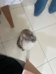 Pixilinga