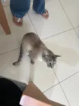 Pixilinga