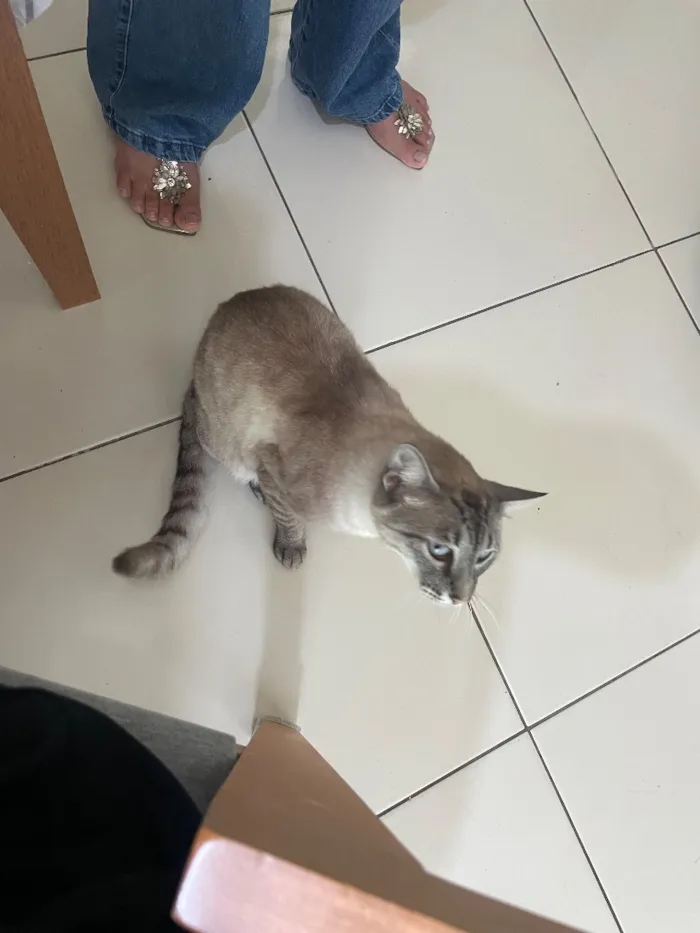 Gato raça SRD-ViraLata idade 2 anos nome Pixilinga