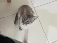 Pixilinga