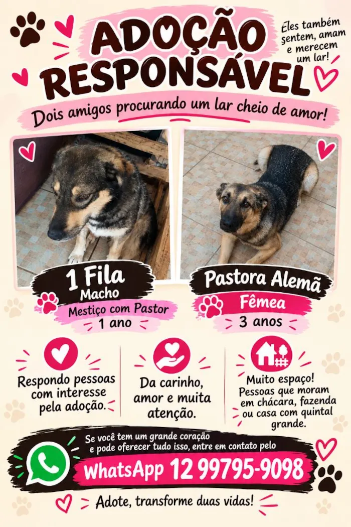 Cachorro raça Pastor Alemão idade 1 ano nome Pequena e Simba