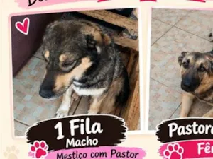 Cachorro raça Pastor Alemão idade 1 ano nome Pequena e Simba