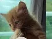 Gato raça SRD-ViraLata idade Abaixo de 2 meses nome não sei
