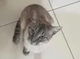 Pixilinga