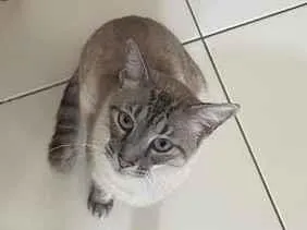 Gato raça SRD-ViraLata idade 2 anos nome Pixilinga