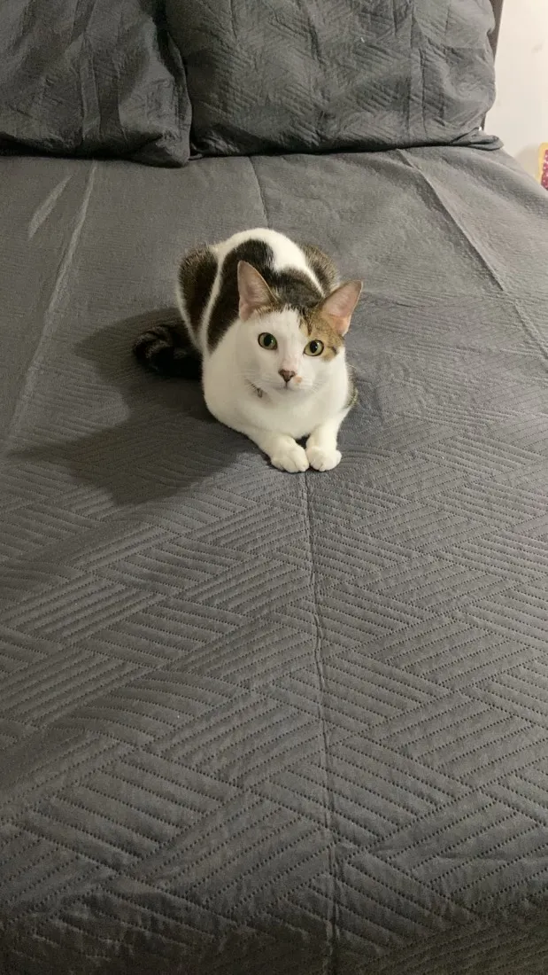 Gato raça SRD-ViraLata idade 3 anos nome Peter