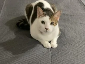 Gato raça SRD-ViraLata idade 3 anos nome Peter