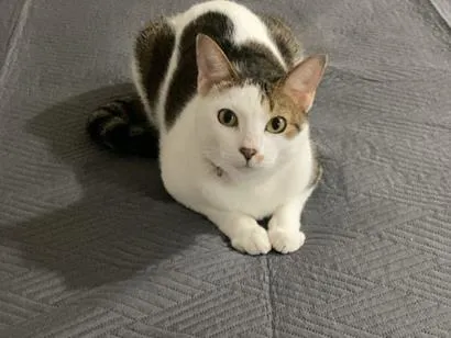 Gato raça SRD-ViraLata idade 3 anos nome Peter